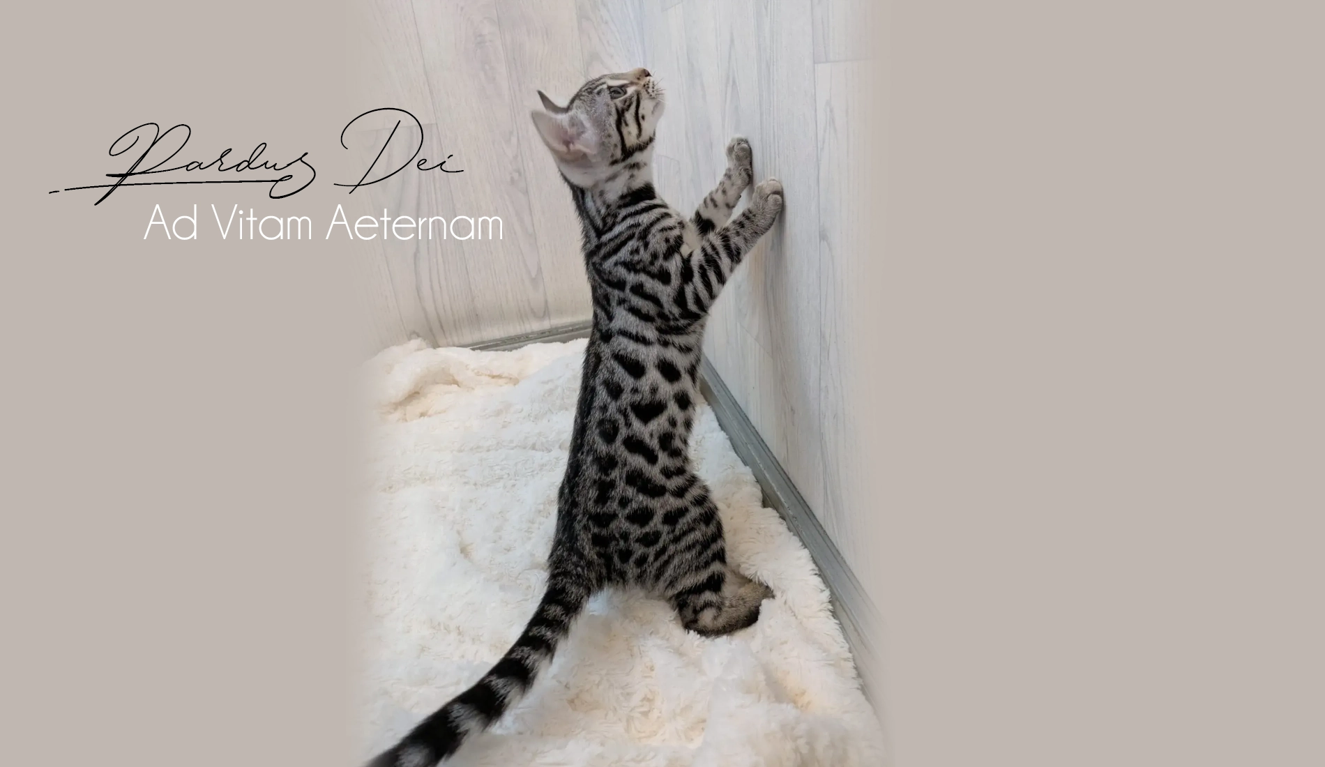 Chat Bengal